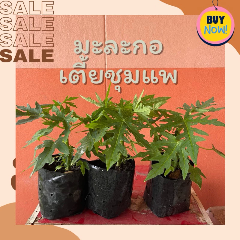 มะละกอเตี้ยชุมแพ (1 ชุด 3 ต้น 109)ในถุงดำขนาด 3.5 x 7 นิ้ว