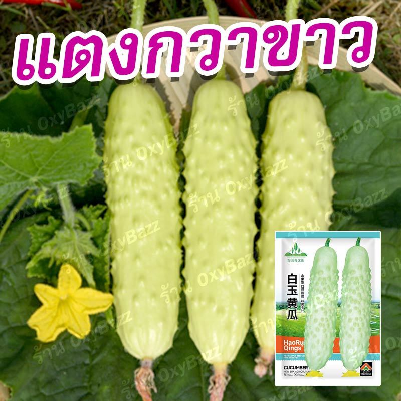 เมล็ดพันธุ์แตงกวาขาว เมล็ดแตงกวาขาว 50เมล็ด เมล็ดพันธุ์แตงกวาสีขาว White Cucumber Seeds