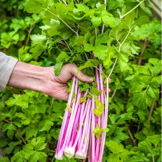 ผักสวนครัว📌10แถม1!!📌ถูกที่สุด 9 บ.📌เมล็ดพันธุ์ผักสวนครัว 5-500 เมล็ด🌿 ขายดีที่สุด🌱งอกง่าย🌱มีคู่มือการปลูก [10 แถม 1]