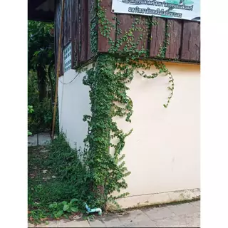 ต้นตีนตุ๊กแก ตีนตุกแก สั่งขั้นต่ำ10ต้น
