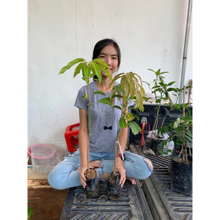 #ต้นมะม่วงน้ำดอกไม้สีทอง พันธุ์ทวาย ออกลูกทั้งปี เสียบยอด 10 เดือนติดผล