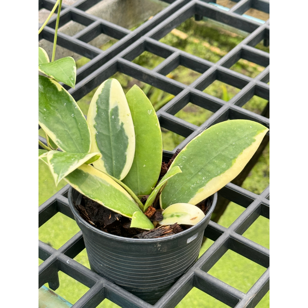 มุมมอง 3