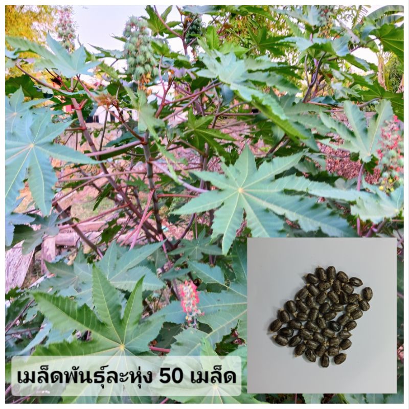 เมล็ดพันธุ์ เมล็ดละหุ่ง 100 เมล็ด รูปที่ 2