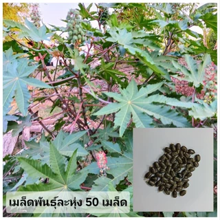 เมล็ดพันธุ์ เมล็ดละหุ่ง 100 เมล็ด