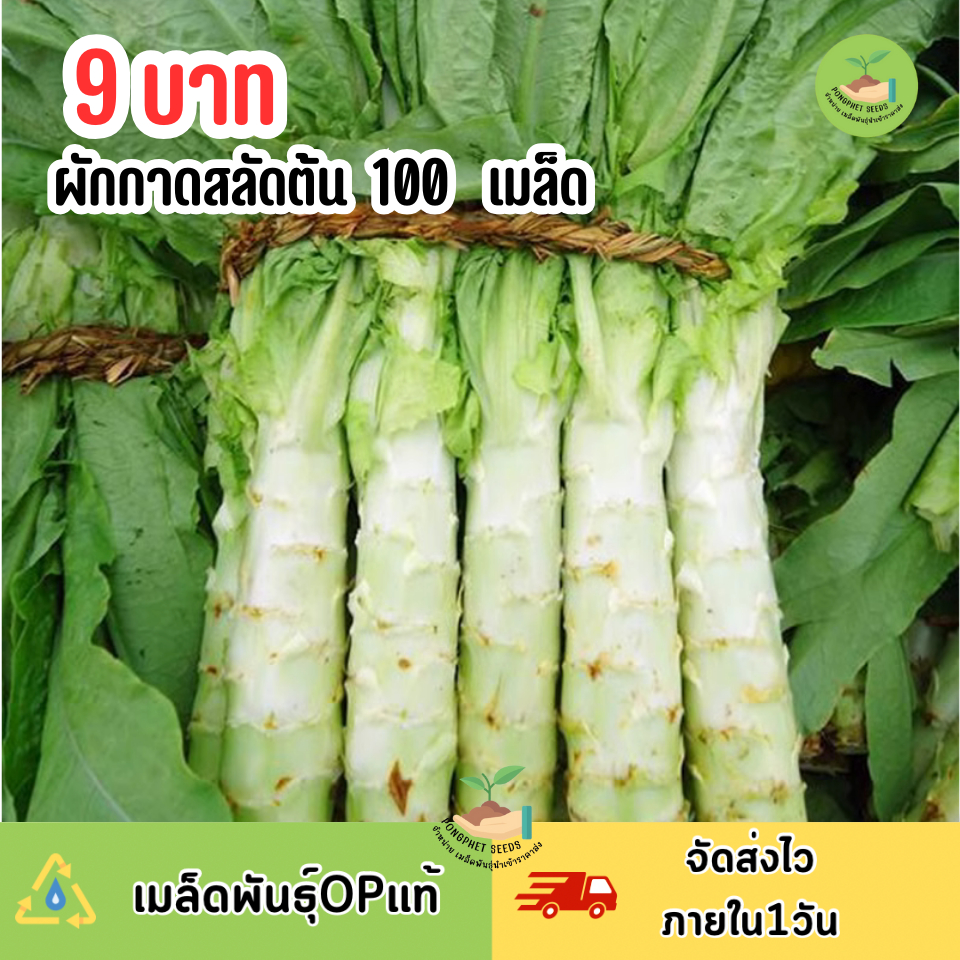 9บาท ผักกาดสลัดต้น(โอซุ่น) 100 เมล็ด