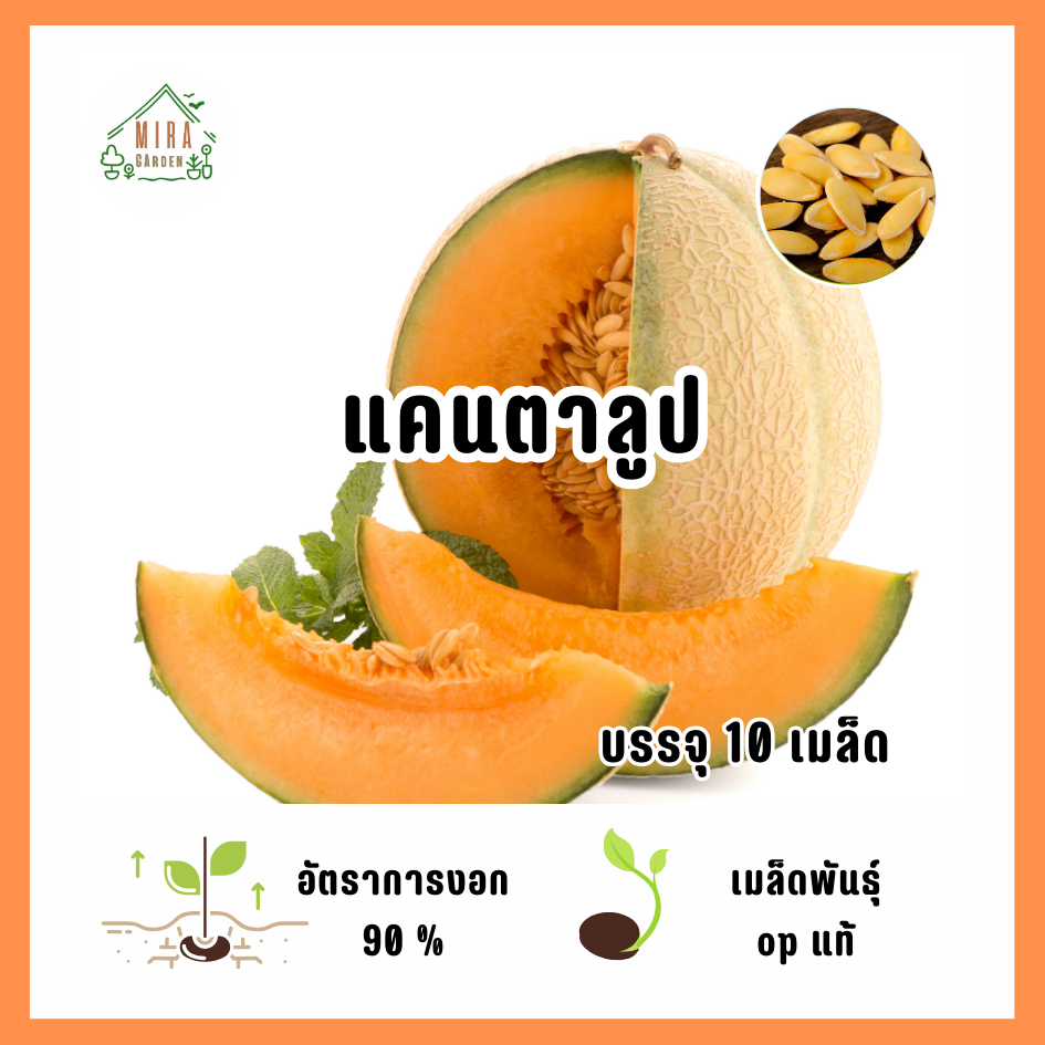 เมล็ดพันธู์ แคนตาลูป บรรจุ 10 เมล็ด