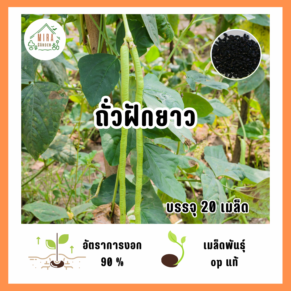 เมล็ดพันธุ์ ถั่วฝักยาว บรรจุ 20 เมล็ด
