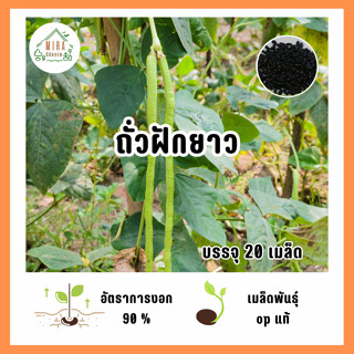 เมล็ดพันธุ์ ถั่วฝักยาว บรรจุ 20 เมล็ด
