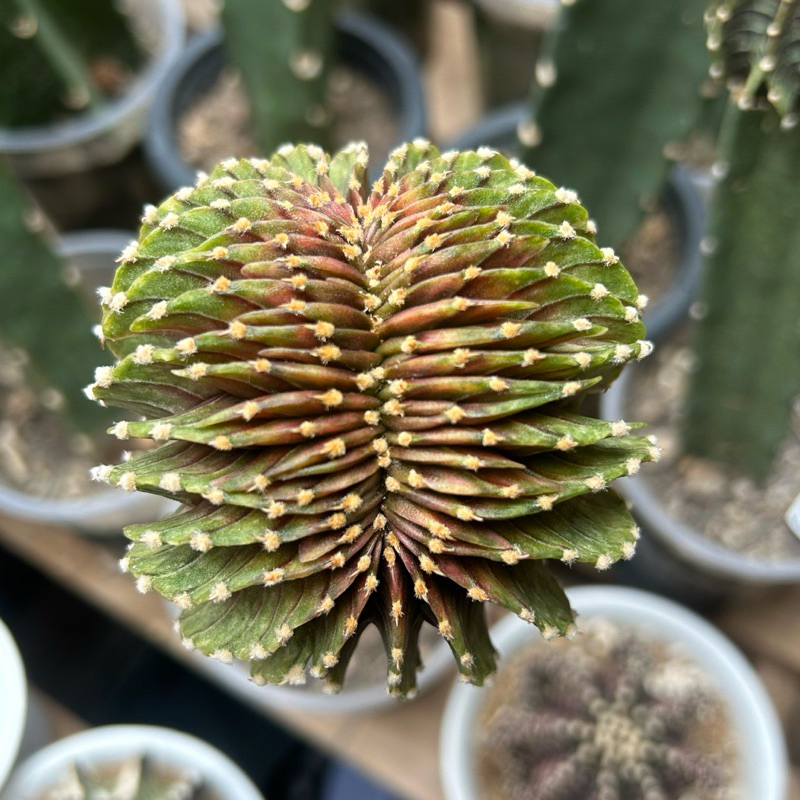 LB2178แท้ ด่าง (คริสตาต้า) 🌵ไม้กราฟ กระบองเพชร