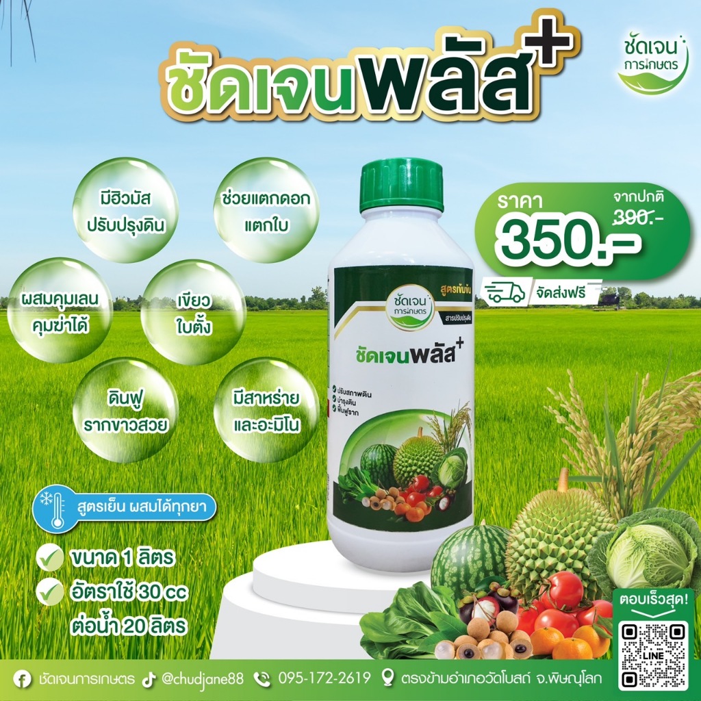 ชัดเจนพลัส  ฮิวมิกฟูวิคมีสาหร่ายอะมิโน ใช้ได้ทุกพืชเกษตรกรมั่นใจ ข้าวเขียว แตกรากแตกกอได้ดี ทนทุกสภาพอากาศ