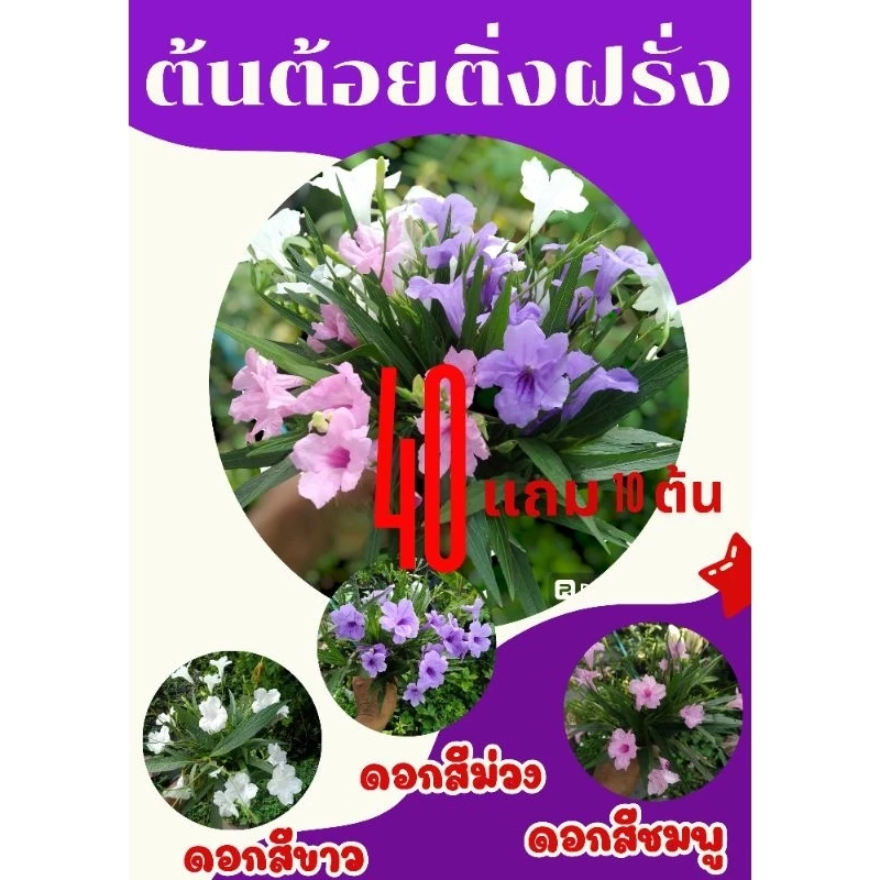 ต้อยติ่งฝรั่ง/ฟ้าประทานพร (ชุด40กิ่ง)กิ่งสด คละสี ขาว ชมพู ม่วง