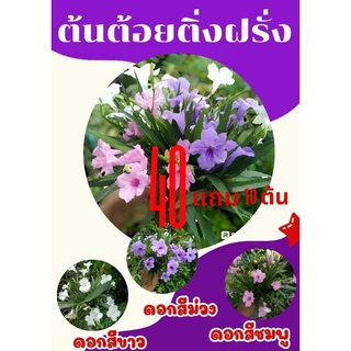 ต้อยติ่งฝรั่ง/ฟ้าประทานพร (ชุด40กิ่ง)กิ่งสด คละสี ขาว ชมพู ม่วง