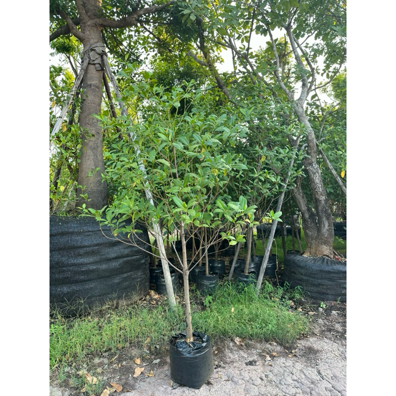 🌳 ต้นกันเกรา ไม้มงคลดอกหอม 🌼 สูง 1.5-2 เมตร