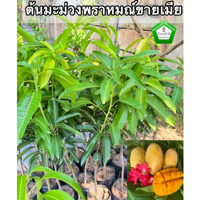 ต้นมะม่วงพราหมณ์ขายเมีย 🎉ต้นแข็งแรง 🌿 สินค้าเสียหาย แจ้งทางร้านได้เลยจ้า
