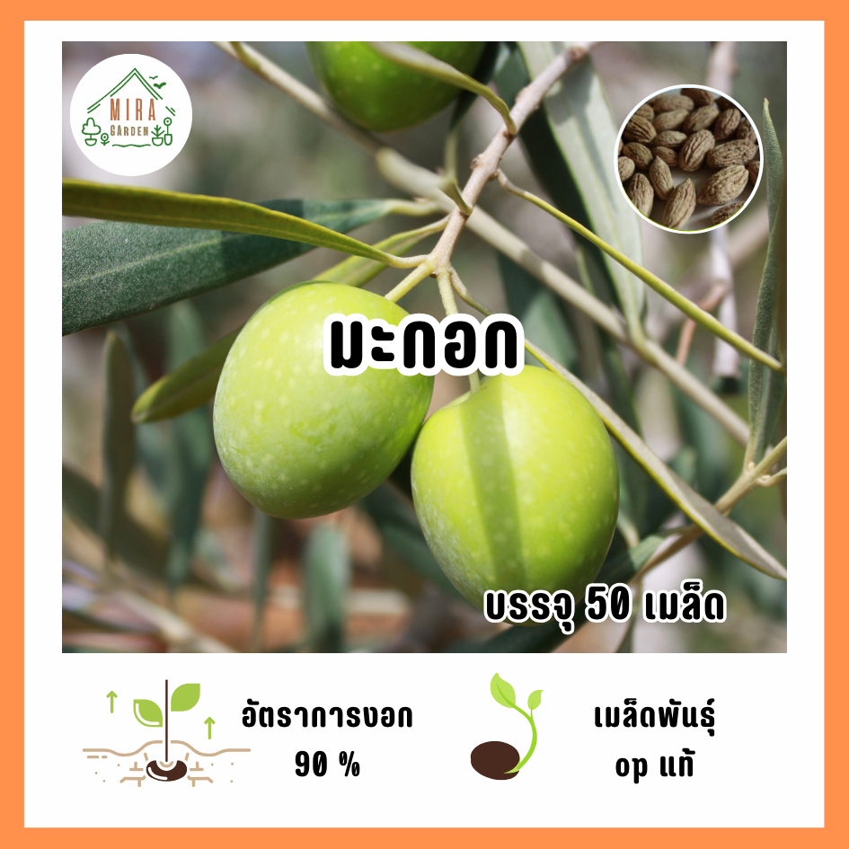 เมล็ดพันธุ์ มะกอก บรรจุ 50 เมล็ด