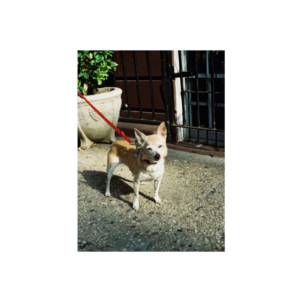 ฟิล์มสี Tiger 110 ISO 200 / Film Lomography ฟิล์ม Lomo ฟิล์มโลโม่ Film 110
