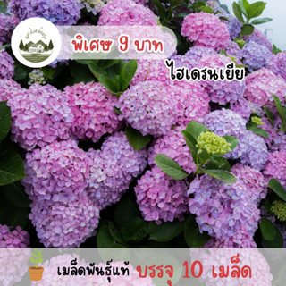 เมล็ดพันธุ์ดอกไฮเดรนเยีย 10 เมล็ด