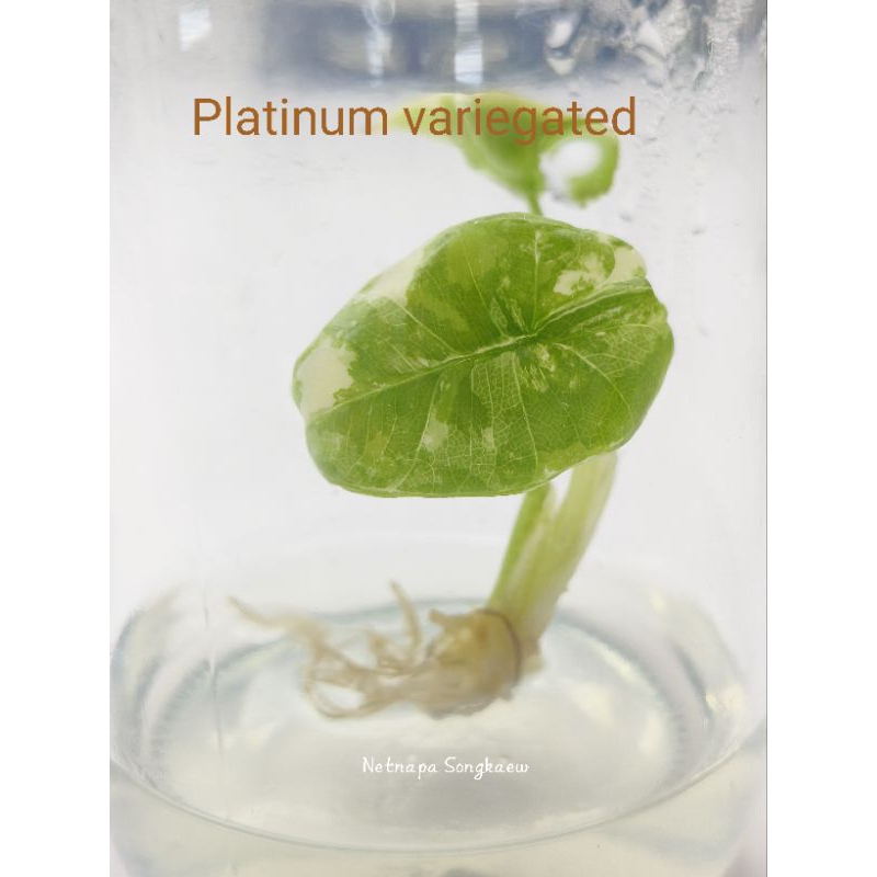 Alocasia Platinum variegated
