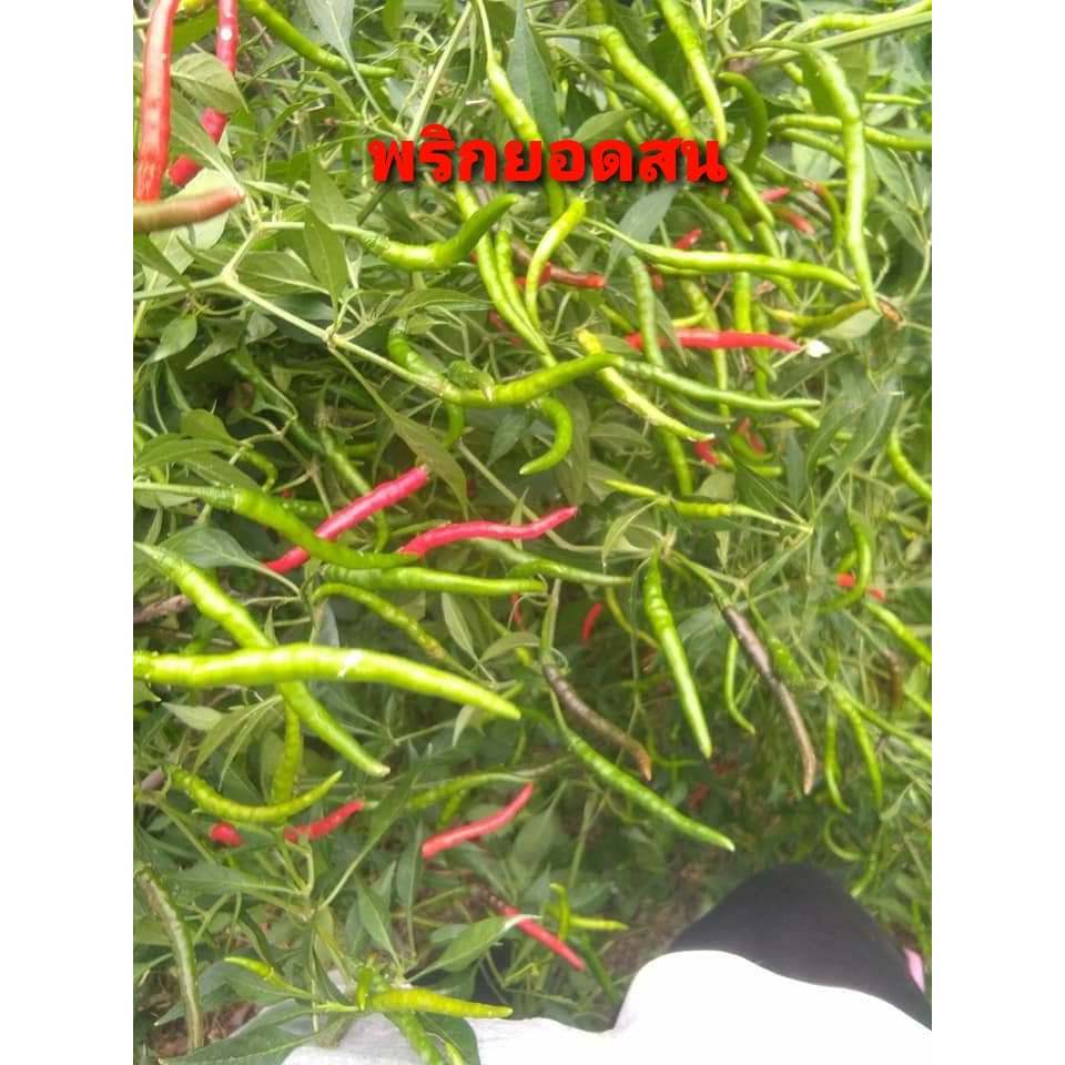 จำนวน300 เม็ด/ซอง (ซื้อ 3แถม1) เมล็ดพันธุ์พริกยอดสน พริกยาว ผลดก (มีคุ่มือการเพาะปลูก)