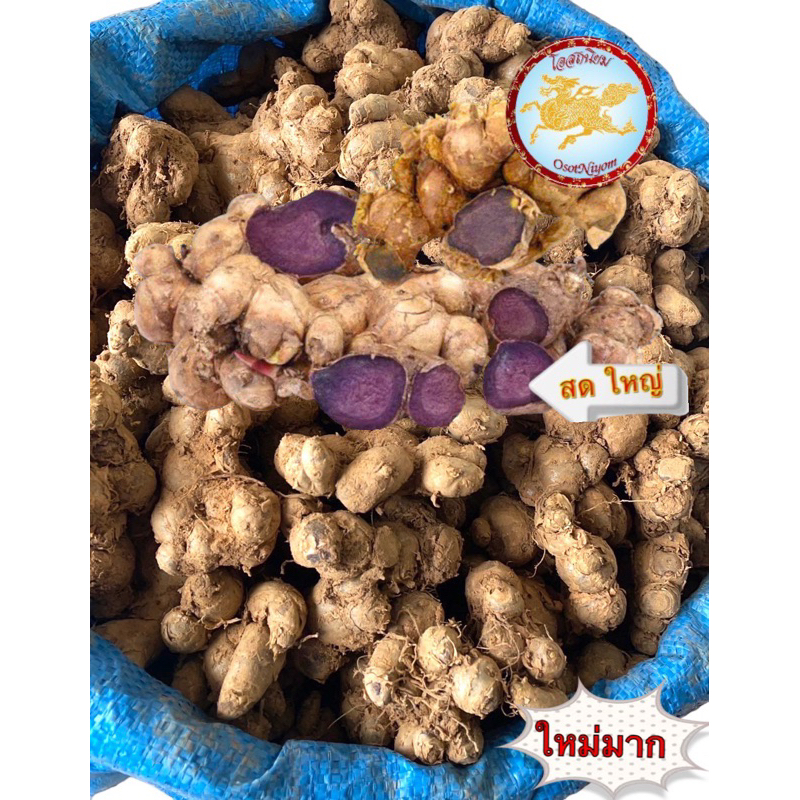 กระชายดำสด หัวใหญ่ดำ คัดเกรด✅ขนาด300 ,500กรัมและ 1กิโลกรัม✅