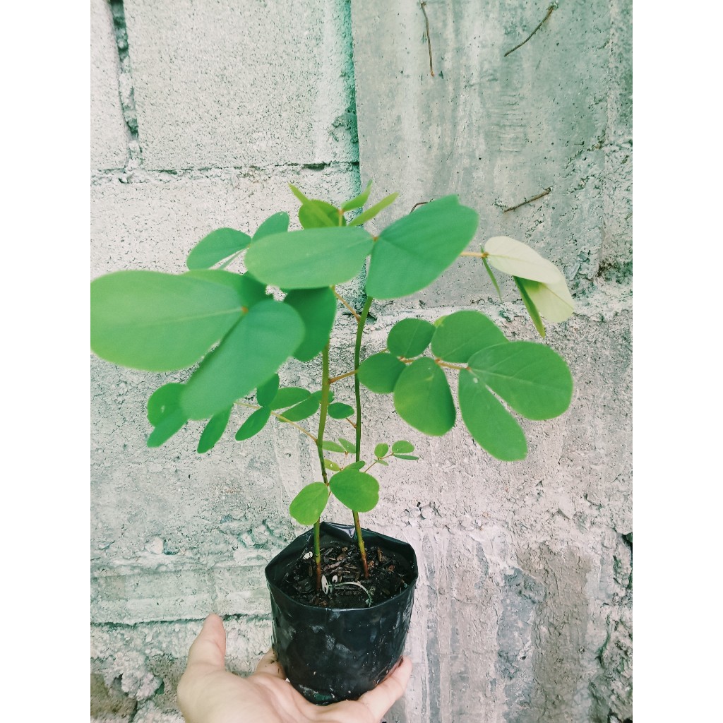 ต้นชุมเห็ดเทศ ในถุงดำพร้อมปลูก สมุนไพรไทย