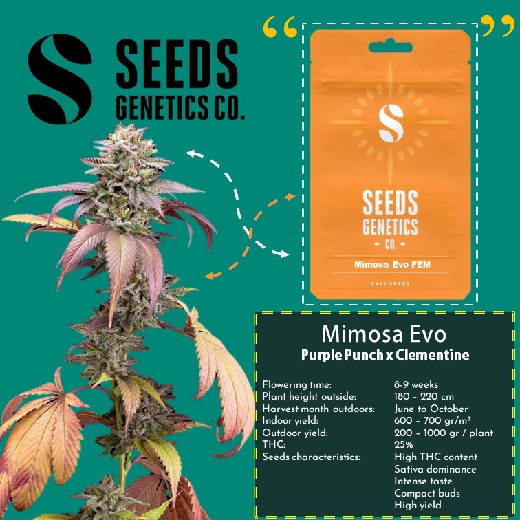 เมล็ด Mimosa Evo - Seeds Genetics