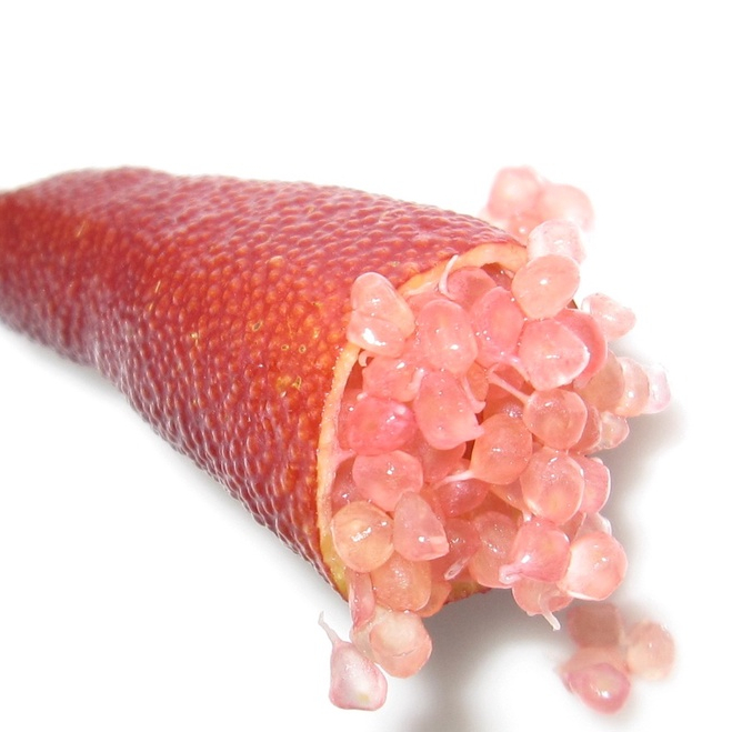 ต้นมะนาวนิ้วมือ มะนาวคาเวียร์ Finger lime พันธุ์ ROSA ICE ลำต้นสูง 30 ซม