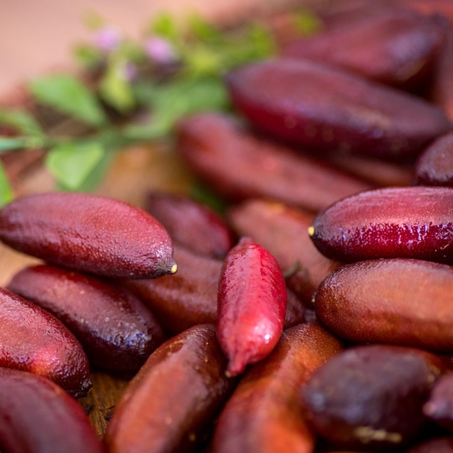 ต้นมะนาวนิ้วมือ มะนาวคาเวียร์ Finger lime พันธุ์ RED CHAMPAGNE ลำต้นสูง 30 ซม