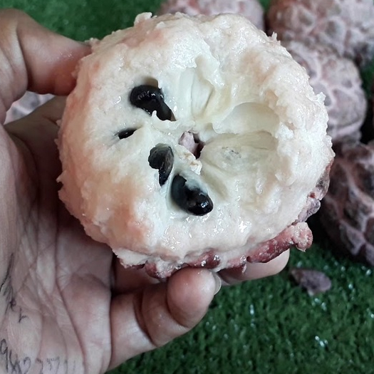 เมล็ดพันธุ์ 30 เมล็ด น้อยหน่า หนังครั่ง (Sugar apple) Annona squamosa