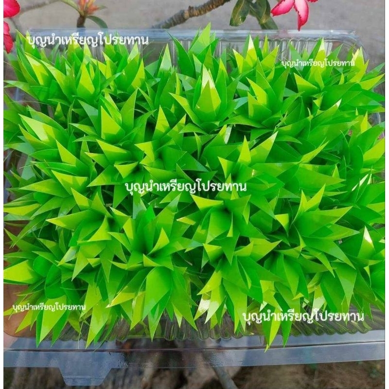 ใบสับปะรดเหรียญโปรยทาน เขียวอ่อน