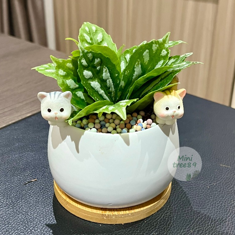 ต้นเศรษฐีนำโชค ในกระถาง 3.5นิ้ว เเถมถาดรองไม้ เม็ดดินเผา ตุ๊กตาตกเเต่ง ไม้มงคล Minitree89