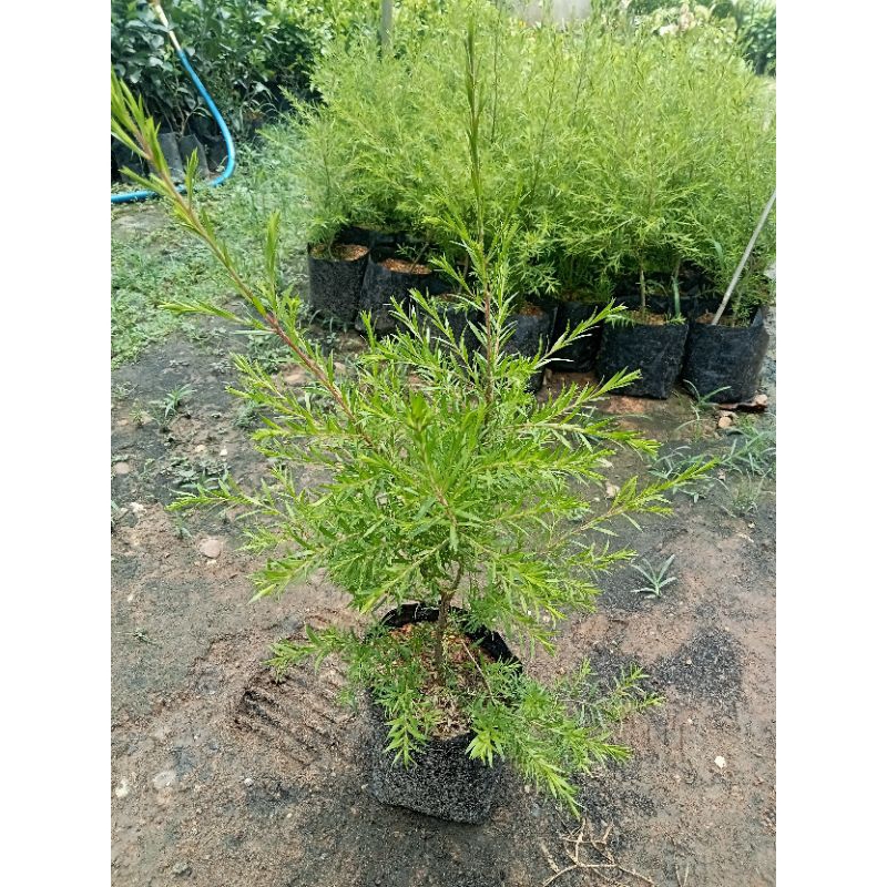 ต้นหลิวฉัตรทอง/ต้นหลิวทอง ไม้มงคล ใบสวย เสริมความมั่งคั่งร่ำรวย สูง 30-60 ซม. - รูปที่ 6