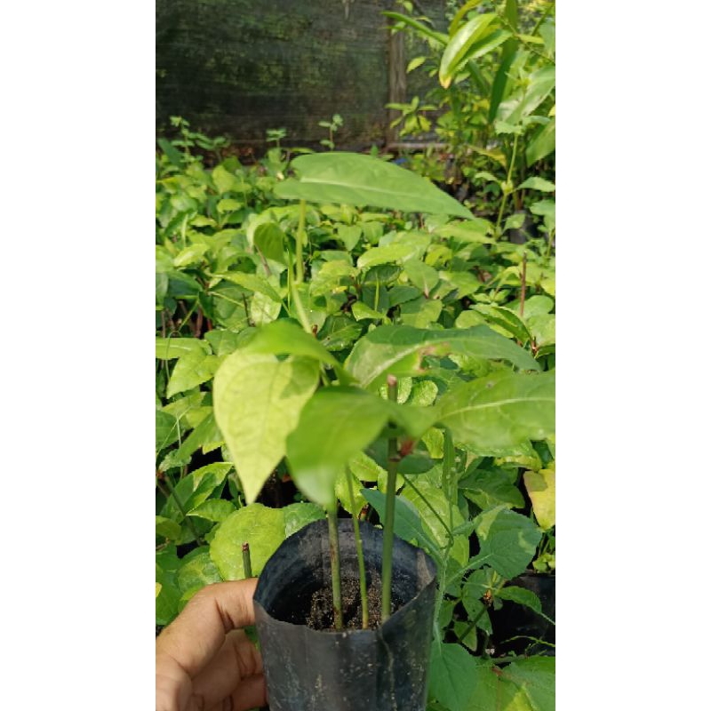 ต้นเจตมูลเพลิงแดง/สมุนไพร/4ถุง100บาท