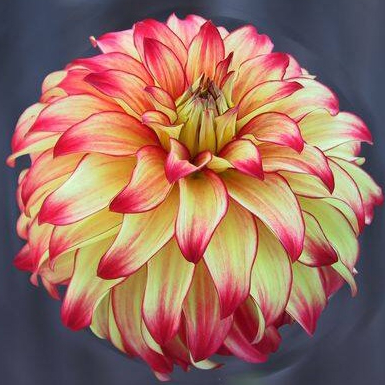 1 หัว /ชุุด เหง้า ต้นรักเร่ Dahlia สายพันธุ์ Lady Darlene สีแดง หัวรักเร่ ดอกรักเร่ รักแรกพบ เฟิร์สเลิฟ