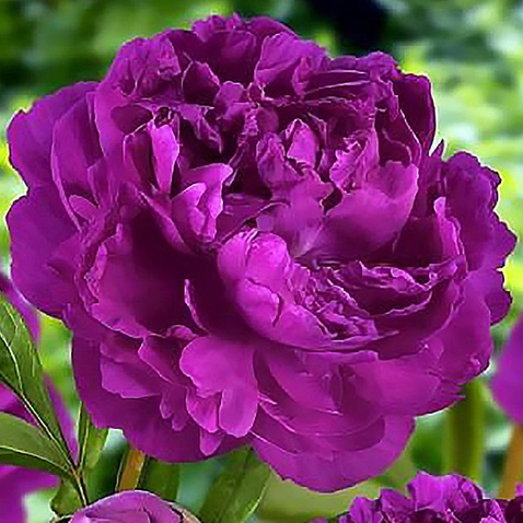 10 เมล็ด เมล็ดโบตั๋น ดอกโบตั๋น ดอกพีโอนี (Peony) สีม่วง Purple Peony