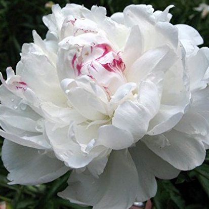 10 เมล็ด เมล็ดโบตั๋น ดอกโบตั๋น ดอกพีโอนี (Peony) สีขาว White Peony