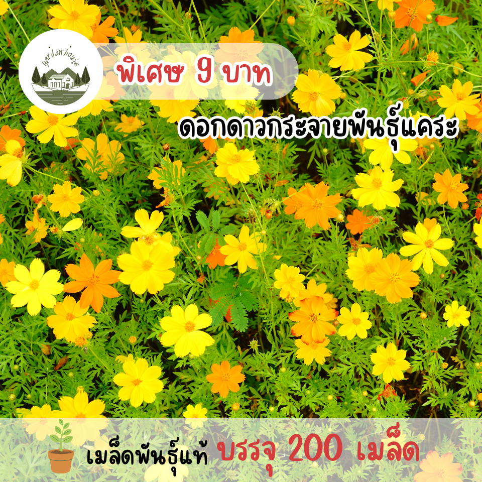 ดาวกระจายพันธุ์แคระ 200 เมล็ด