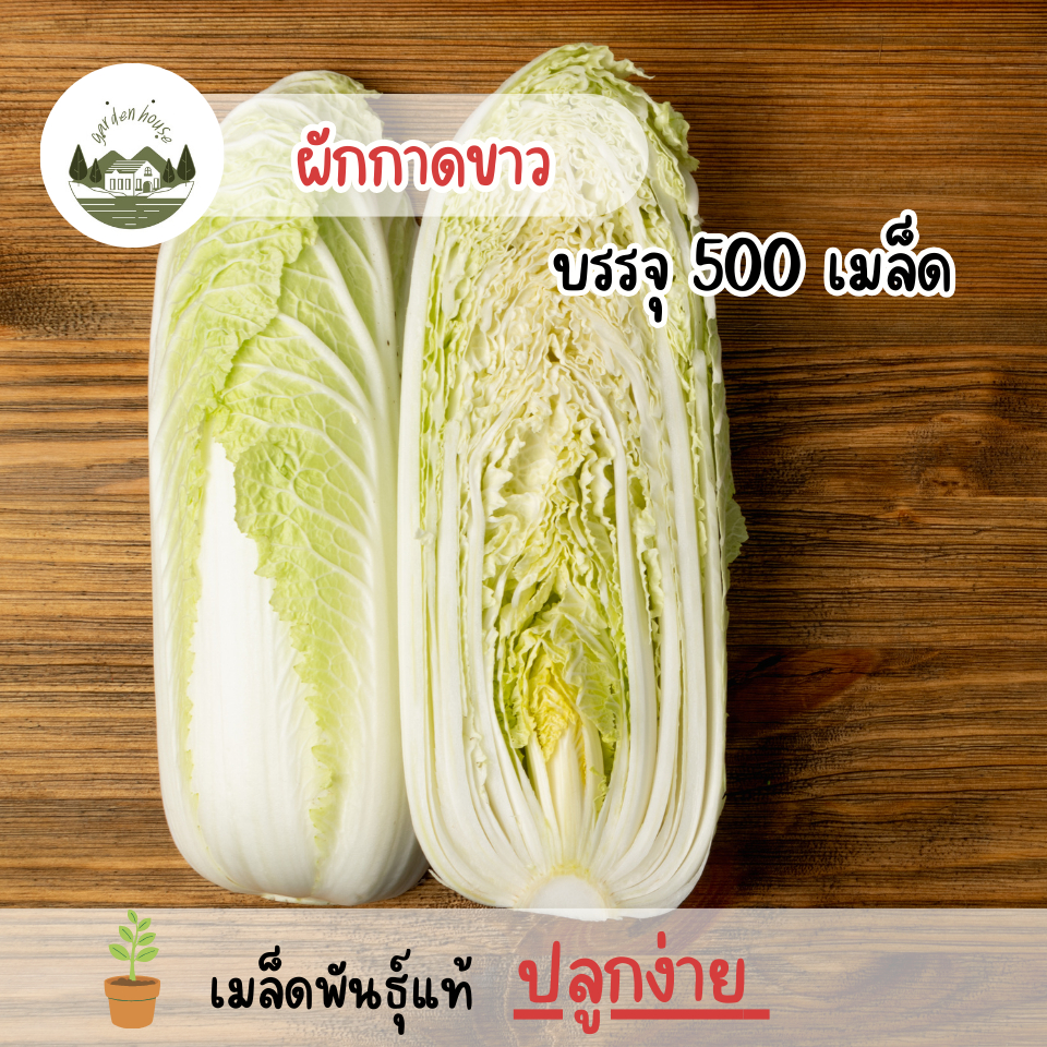 ผักกาดขาวปลี 500 เมล็ด