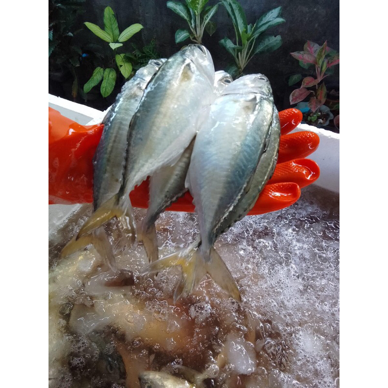 ปลาทูสดไซส์เล็ก 12-15 ตัวโล