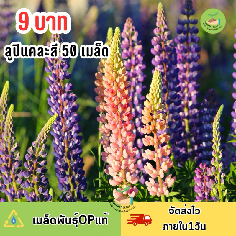9 บาท เมล็ด ดอกลูปินคละสี