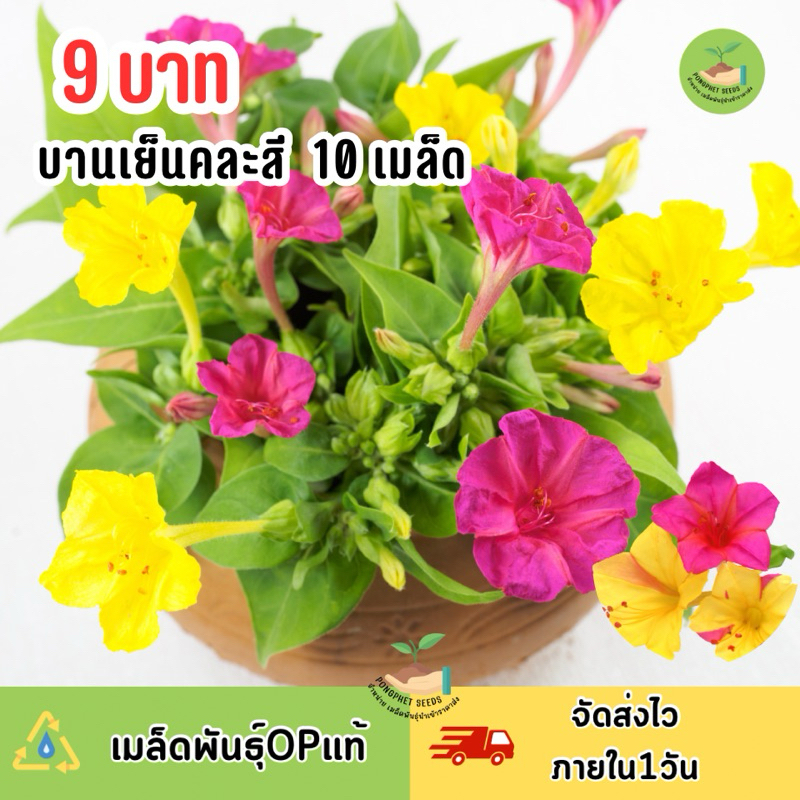 พิเศษ 9 บาท‼️ เมล็ดพันธุ์ ดอกบานเย็นคละสี บรรจุ 10 เมล็ด