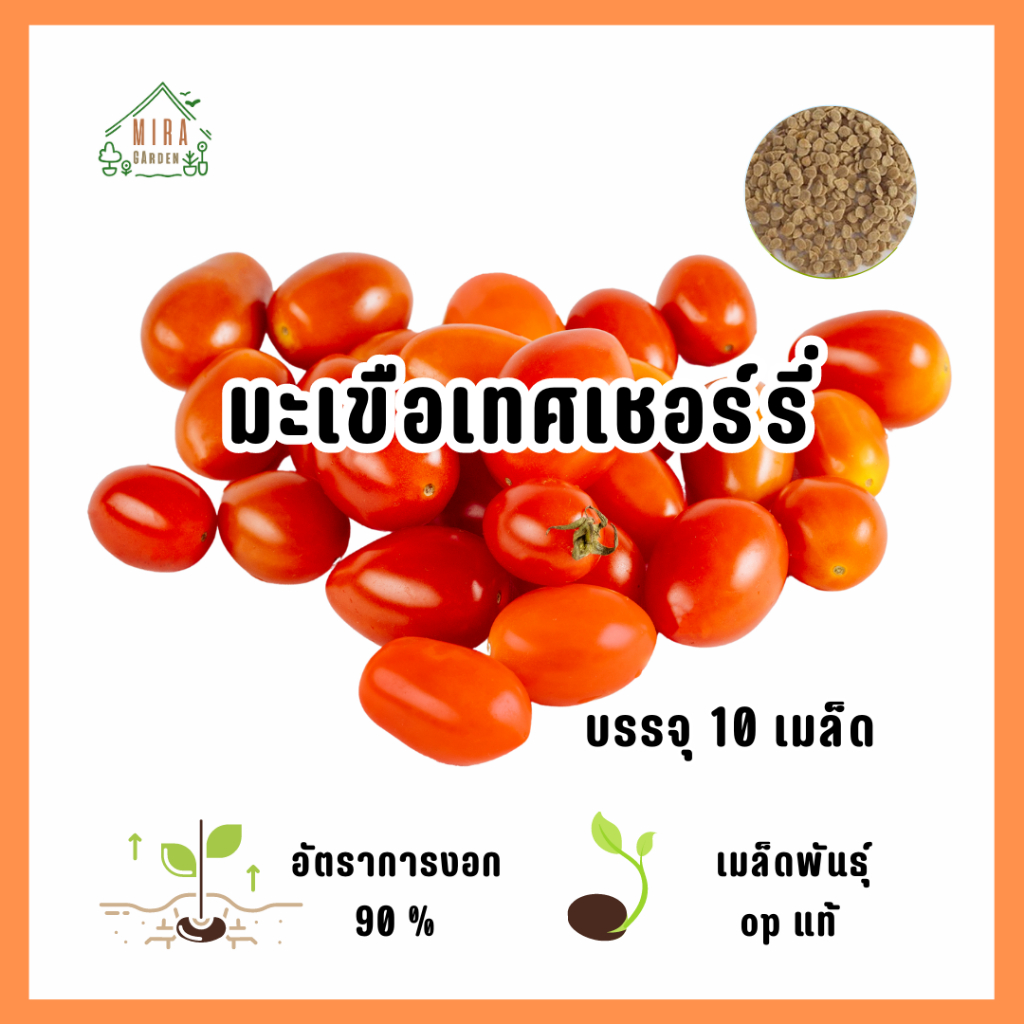 เมล็ดพันธุ์ มะเขือเทศเชอร์รี่ บรรจุ 10 เมล็ด