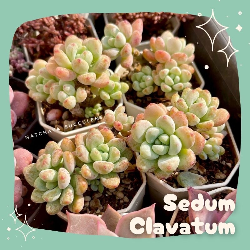 ไม้อวบน้ำ​ กุหลาบหิน​ - Sedum Clavatum