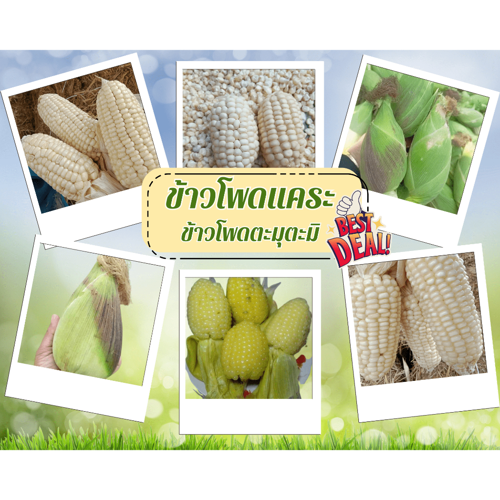 เมล็ดพันธุ์ข้าวโพดแคระ ตะมุตะมิ จำนวน 150++/ซอง  เมล็ดใหม่ อัตราการงอกดีเยี่ยม หวาน นุ่น อร่อย มีคู่มือการเพาะปลูก