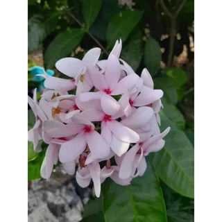 ดอกพุดสีชมพูกลิ่นหอมหายาก1ต้นถุงดำประมาณ20-40ซม.
