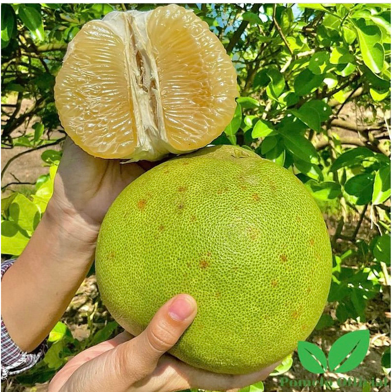 #ต้นส้มโอขาวน้ำผึ้ง เสียบยอด สูงราว 60-70 เซน ให้ผลไว1-2ปี - รูปที่ 3