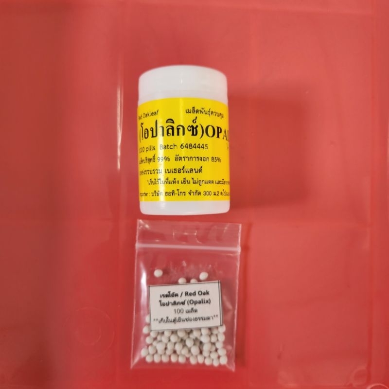 เมล็ดพันธุ์ผักสลัด แบบเมล็ดเคลือบ ENZA ZADEN อัตราการงอก 99% แบ่งบรรจุ 100 เมล็ด - รูปที่ 3