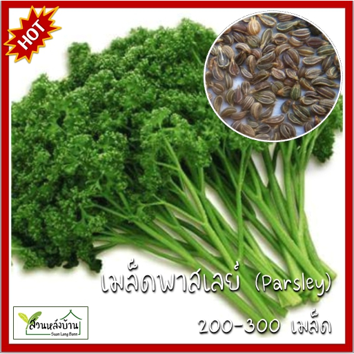300 เมล็ด พาร์สลีย์ (Parsley) เมล็ดพาร์สลีย์ เมล็ดพาสเลย์ พาสเลย์ เมล็ดพาสลีย์ พาสลีย์