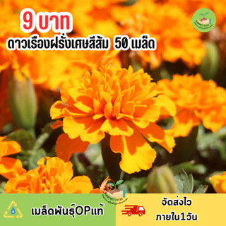 9 บาท เมล็ดพันธุ์ดอกดาวเรืองฝรั่งเศษสีส้ม บรรจุ 50 เมล็ด
