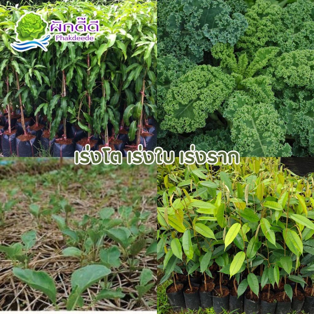 รูปภาพ 2